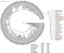 Image result for Thomandersiaceae