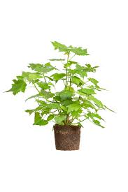 Image result for Sparrmannia africana