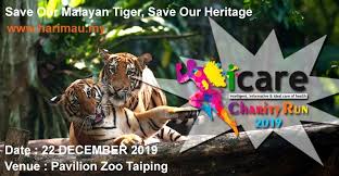As we were driving, this tiger ran across the. Icare Pharmacy Charity Run 2019 Howei Online Event Registration