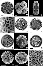 Image result for Schlechterina mitostemmatoides