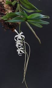 Image result for Rangaeris