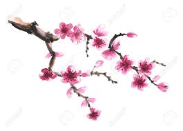 Découvrons dans cet article ces 12 fleurs japonaises et leur signification. Branche Aquarelle Dessinee A La Main De Sakura Isole Sur Blanc Fleur De Cerisier Dessin Fleur De Cerisier Art De Fleur De Cerisier