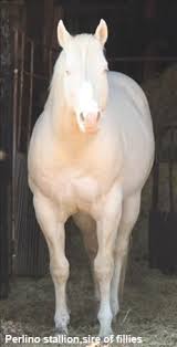 Black And White Paint Horses For Sale In Texas Horses For Sale Horse Classifieds Pictures Horse Trailers Horses Aqha Horses Pretty Horses