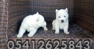 Husky Yavru Ilanlari 05412625843 Husky Sibirya Kurdu Kopek