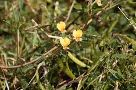 Image result for Aeschynomene indica