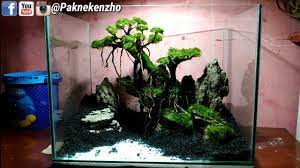 61 Cara Setting Bonsai Aquascape Di Aquarium Aquascaping Bonsai Aquarium