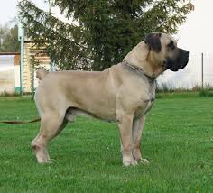 Pin By Mr W82 On Hayvan Kopek Mastiff Breeds Dog Breeds Massive Dog Breeds