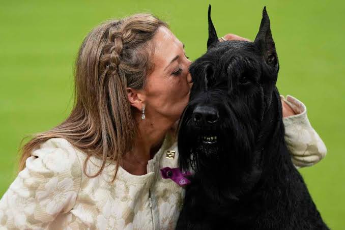 Monty the giant schnauzer wins Westminster dog show : NPR