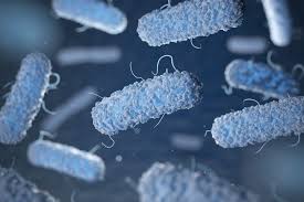 Image result for Clostridium