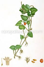 Image result for Geophila repens