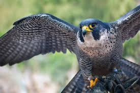 Ten Fun Facts About Falcons The Birds Science Smithsonian Magazine