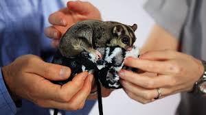 What Is A Sugar Glider Sugar Gliders Youtube
