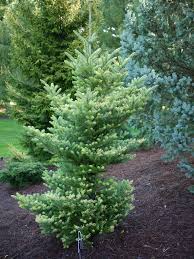 Check spelling or type a new query. Golden Korean Fir Information Tips On Growing A Golden Korean Fir Tree