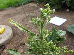 We did not find results for: Tomato Plant Leaf Deformity Cromalinsupport