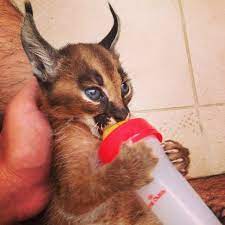 Feeding My Caracal Cat Look At How Pointy Those Ears Are Caracal Cat Cat Species Gorgeous Cats