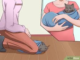 The drugs have an effect on their respiratory system which could potentially cause problems for pets in. 3 Ways To Sedate A Cat Wikihow