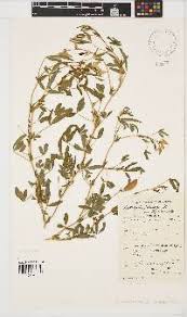 Image result for Crotalaria podocarpa