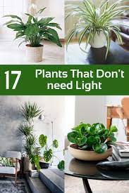 17 Plants That Don T Need Light You Can Grow Indoors Plantsthat Can Grow Indoors Without Sunlight Indoor Plants Low Light Plants Inside Plants