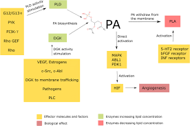 Sulfonated glucose is joined to the c3 of diacylglycerol in glycosidic linkage. Lipid Composition Of The Cancer Cell Membrane Springerlink