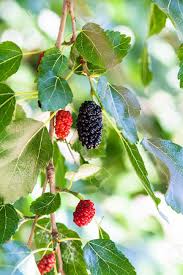 Oct 25, 2016 · hi. Twig With Black And Red Berries On Blackberry Tree Black Mulberry Morus Nigra Close Up In Sunny Day Stock Photo Picture And Royalty Free Image Image 59654448