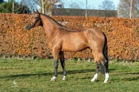 Doublet of ayr, faeder, father, padre, and pater. Comme Le Pere Beerbaum Stables
