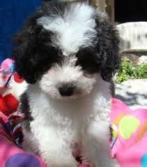 If you request unrestricted akc registration, it will be considered on a case by case basis and there will be a sizable increase in price. Sweet Lil Toy Parti Poodle Parti Poodle Poodle Puppy Poodle