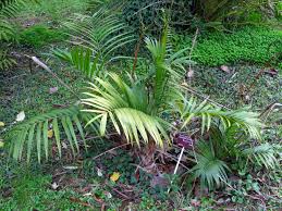Image result for Chamaedorea radicalis