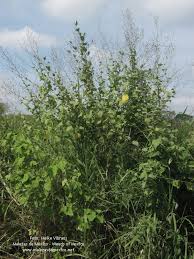 Image result for Wissadula