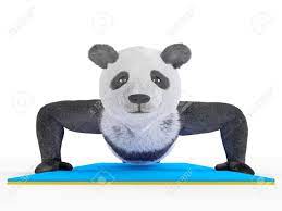 Stand On Two Hands. Panda Doing Push-ups Blue Mattress. Stock Photo,  Picture and Royalty Free Image. Image 51003973.