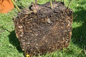 Maybe you would like to learn more about one of these? Dividing Container Bamboo To Propagate Or Sell