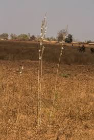 Image result for Chlorophytum stolzii