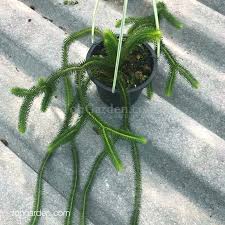 Image result for Huperzia saururus