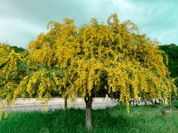 Image result for Acacia dealbata