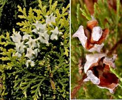 Image result for Platycladus orientalis