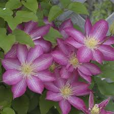 Check spelling or type a new query. Clematis Asao Perennial Resource Clematis Clematis Wilt Small Shrubs