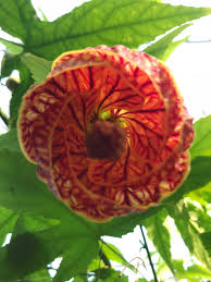 Abutilon 'biltmore ballgown', now available for sale online from the peace tree farm stand. Hayden Sloan On Twitter Learned A New Plant Thanks To Phippsnews Look At This Beauty Seen From Below The Abutilon Biltmore Ball Gown Is Exactly What It Sounds Like And I Love