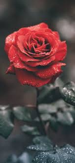 2196 rose hd wallpapers and background images. Dew On The Rose Phone Wallpaper Lockscreen Hd 4k Android Ios From A General Summary To Chapter Summ Wallpaper Iphone Roses Rose Wallpaper Red Roses Wallpaper