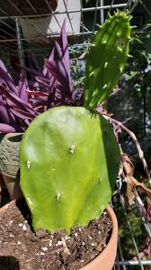 Your cactus has rotting roots, less ability to take up water and so it is not able to store enough water in the above ground plant.thus the wrinkling. A Hole In My Cactus Album On Imgur