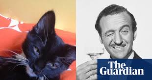 Top Cat competition: look-cat-like winners