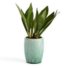 Cache Pot Saksio H 19 Cm Am Pm La Redoute Cache Pot Grand Vase En Verre Deco Jardin