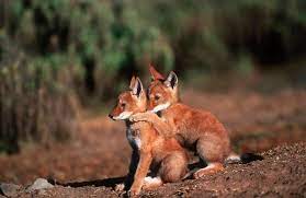 Etopian Wolf Pups Ethiopian Wolf Fox Wolf Dog