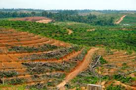 Antara tahun 1990 dan 2010 malaysia hilang 8.6% dari hutan, atau sekitar 1,920,000 hektar (4,700,000 ekar). Laporan Eia Ungkap Kayu Kayu Ilegal Dari Kebun Sawit Mongabay Co Id
