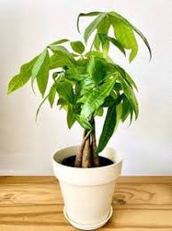 Image result for pachira obrázek