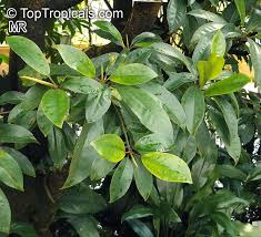 Image result for Bruguiera