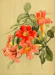 Their method of climbing is by aerial rootlets makes them suitable for covering all types of rough surfaces. Pin On Vine Illustrations