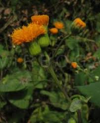 Image result for Emilia coccinea