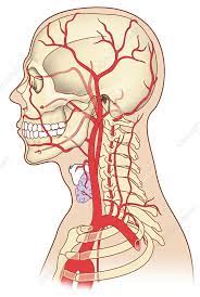 The easiest spot is where it joins your head, just under the corner of the mandible. Neck And Head Arteries Artwork Stock Image C010 7079 Science Photo Library