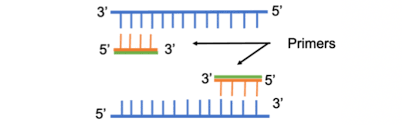 Addgene: Protocol - How To Design Primers
