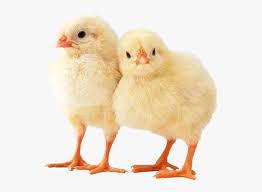 Many different breeds come in pure white. Poussins Png Chicken Animal Transparent Png Kindpng