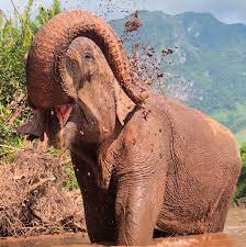 Elephant Sanctuary Laos | Sayaboury